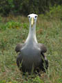 Waved Albatross