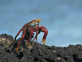 Sally Lightfoot Crab