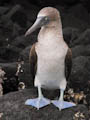 Blue-footed Booby