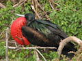 Frigatebird