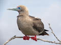 Red-footed Booby