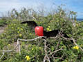 Frigatebird displaying