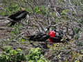 Frigatebird Family