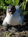 Swallow-tailed Gull with Chick