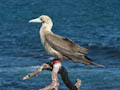 Red-footed Booby
