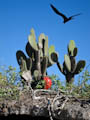 Frigatebird fly-by