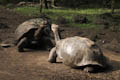 Giant Tortoises - Fight, Fight!