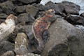 Large Marine Iguana