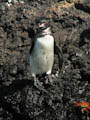 Galapagos Penguin