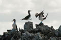 Blue-footed Boobies Courting