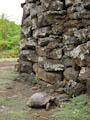 Giant(ish) Tortoise at Wall of Tears