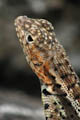Lava Lizard Close-up