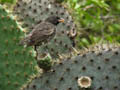 Cactus Finch