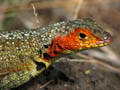 Lava Lizard