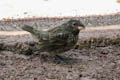 Ground Finch