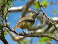 Galapagos Flycatcher