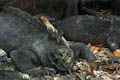 Marine Iguana with Lava Lizard Ornamentation