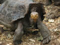 Giant Tortoise