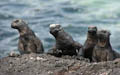 Marine Iguanas