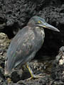 Lava Heron