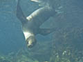 Inquisitive Galapagos Sea Lion