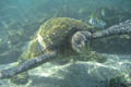 Green Turtle