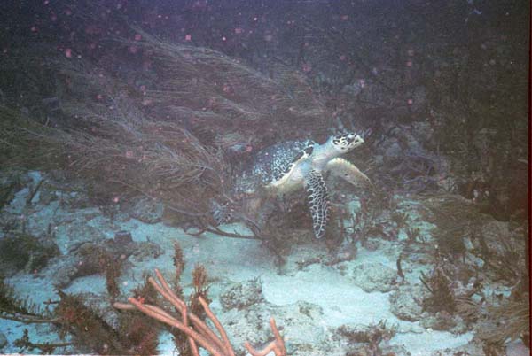 Large Turtle