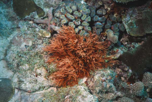 Coral