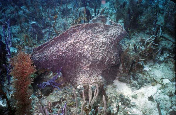 Coral