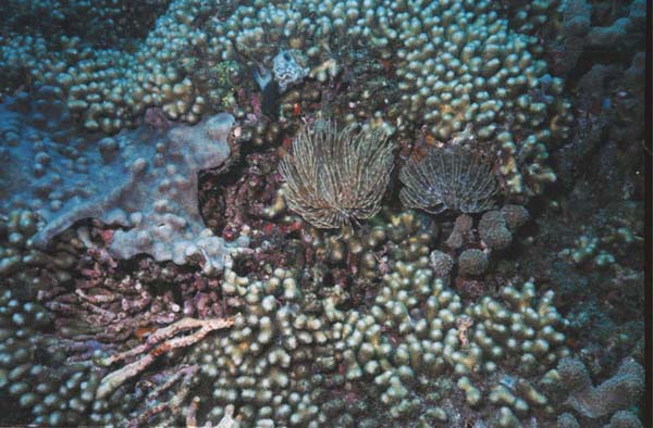 Coral