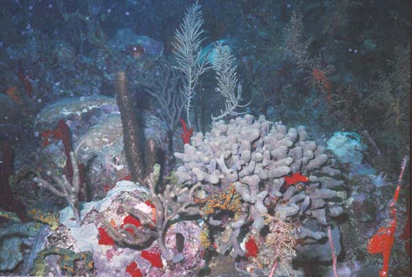 Coral