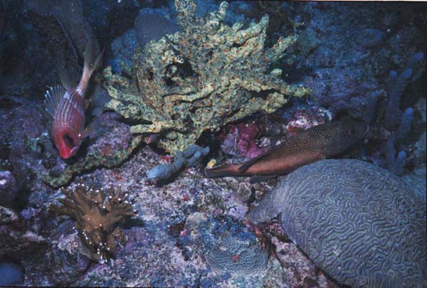 Coral and Fish