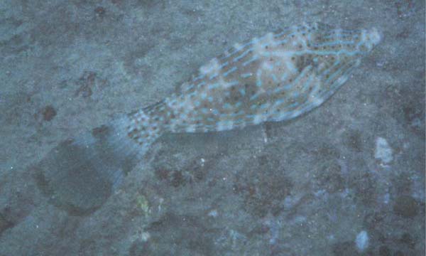 Scrawled FileFish