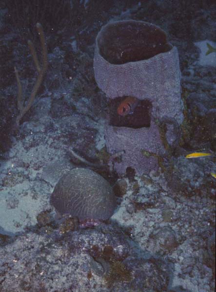 Fish Hiding in Coral