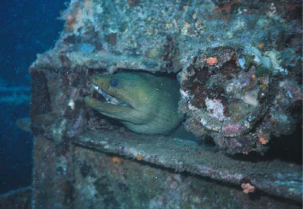 Green Moray on Veronica L