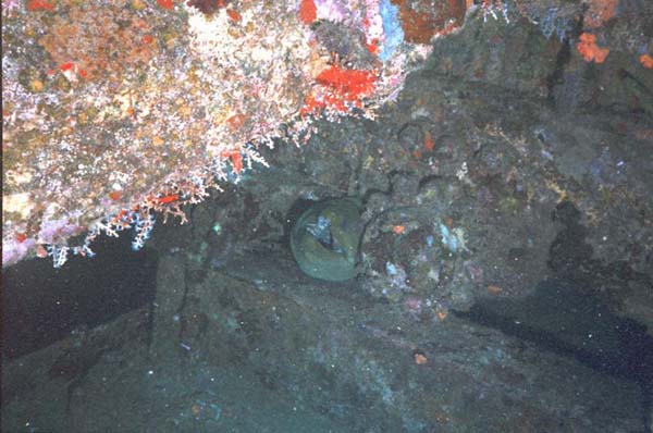 Green Moray on Veronica L