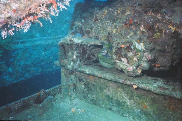 Green Moray on Veronica L