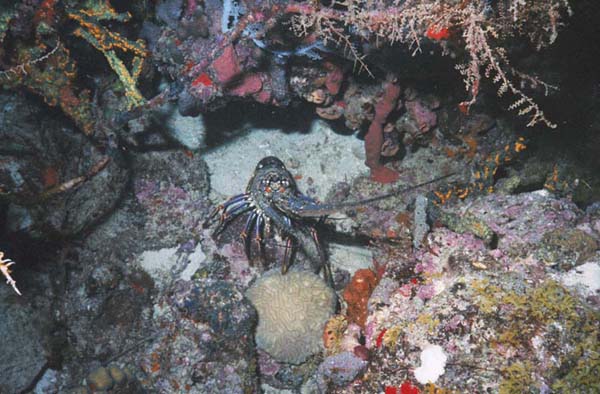 Lobster