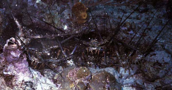 Hole Full of Lobsters