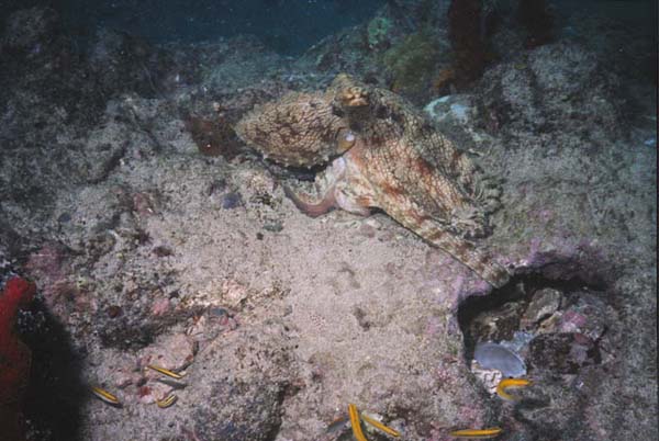 Octopus