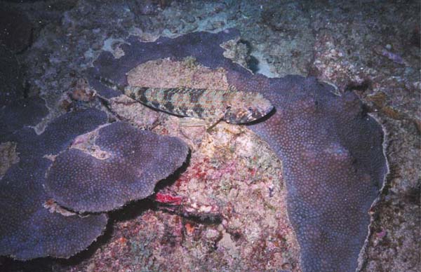 Sand Diver