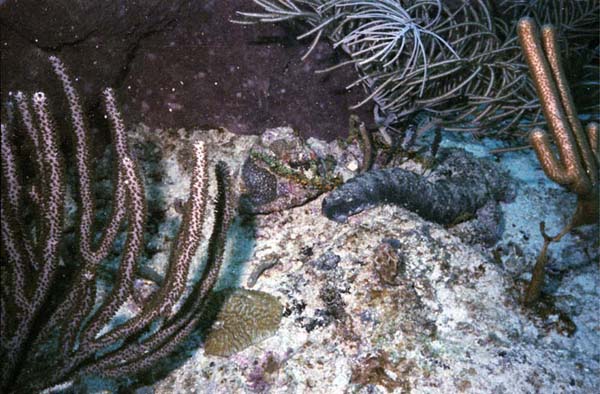 Sea Cucumber