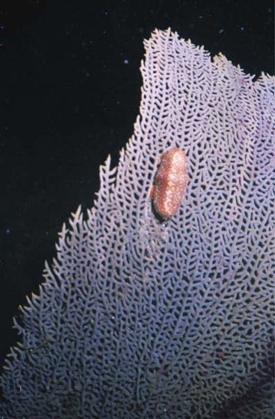Sea Fan with Flamingo Tongue NudiBranch
