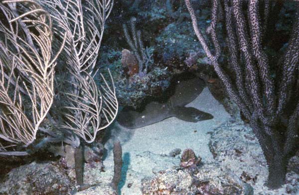 Nurse Shark under Reef