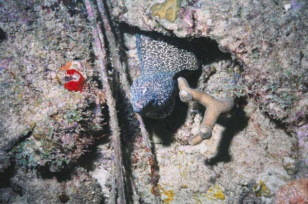 Spotted Moray