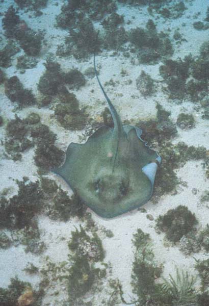 Southern Stringray