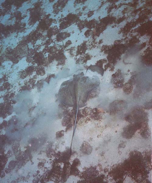 Southern Stingray Burrowing for Food