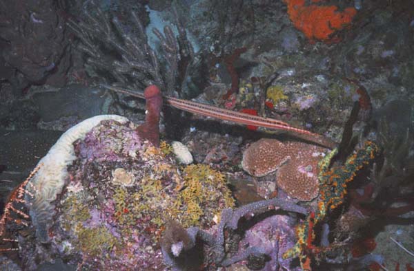 Trumpetfish