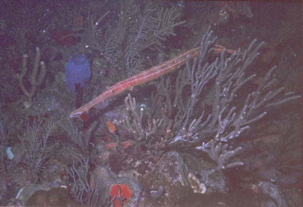 Trumpetfish
