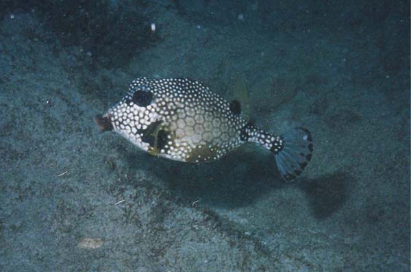 Trunkfish